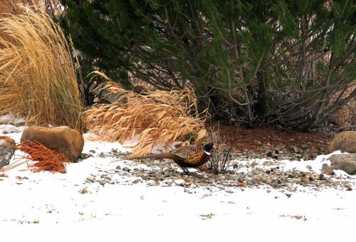 brady pheasant.jpg