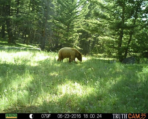 bear.jpg bear.jpg