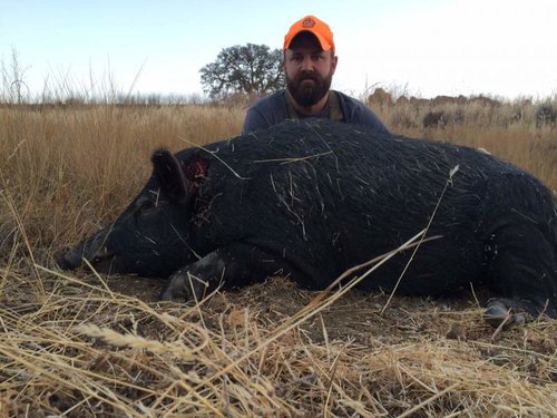 Sept Pig 1.jpg Sept Pig 1.jpg
