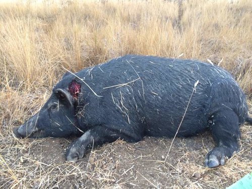 Sept Pig 2.jpg Sept Pig 2.jpg