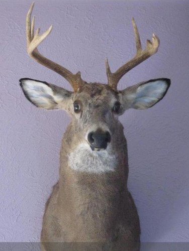 bad-taxidermy-whitetail-mount-6.jpeg