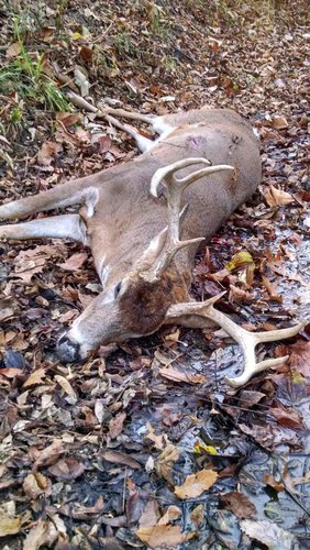 2015 Indiana whitetail.jpg 2015 Indiana whitetail.jpg