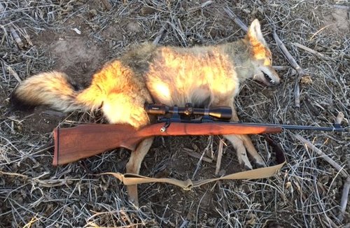 coyote jan 2017.JPG coyote jan 2017.JPG
