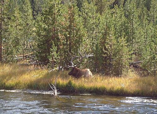 madison elk.jpg