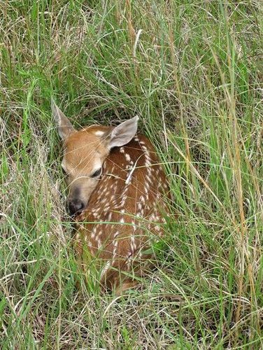 8475fawn_2_small.JPG