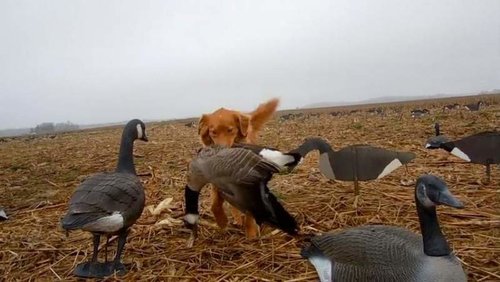 Nova scotia duck tolling retriever best sale hunting