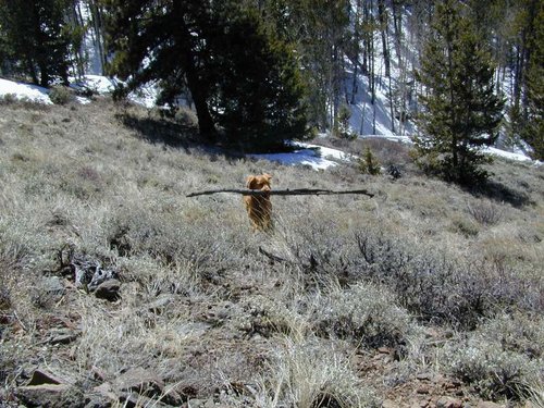 mountain_man_cedar.jpg