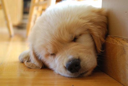 cooper-puppy-face.jpg cooper-puppy-face.jpg
