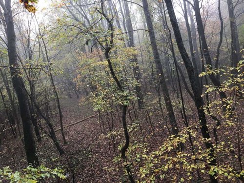 Fog Hunt Ppic.jpg