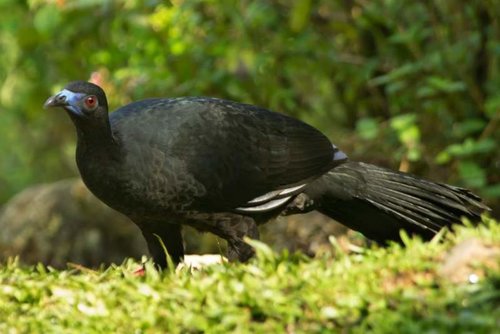 Black guan 1 comp.jpg