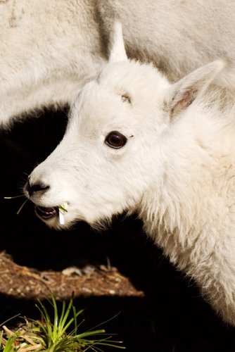 goat kid 1 comp.jpg