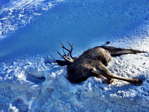 DeadDeer.jpg