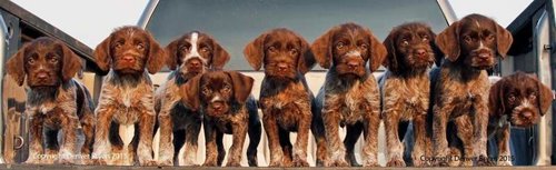 ninesprucecreekpups.jpg ninesprucecreekpups.jpg