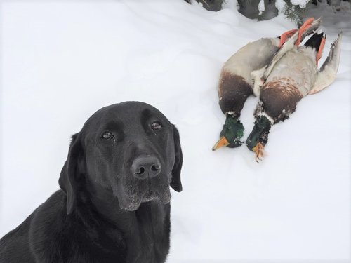 Bart last 2 mallards 2016 reduced.jpg Bart last 2 mallards 2016 reduced.jpg