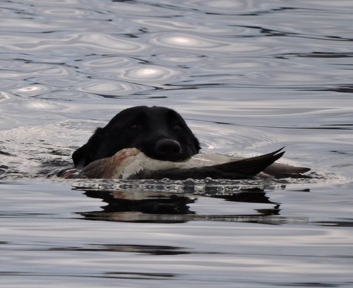 bart swim cropped reduced 2016.jpg