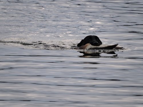Bart swim nov 2016 reduced HT.jpg Bart swim nov 2016 reduced HT.jpg