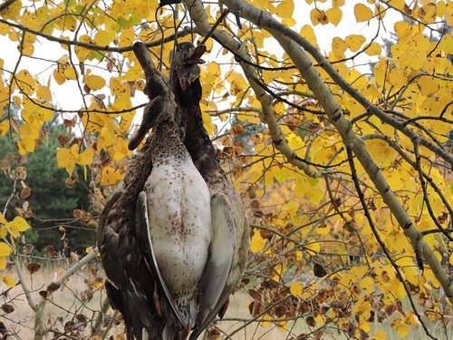 ducks yellow leaves 2016 reduced.jpg