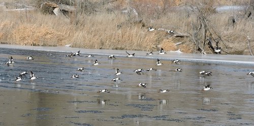 gold eye flock fly reduced 2017.jpg gold eye flock fly reduced 2017.jpg