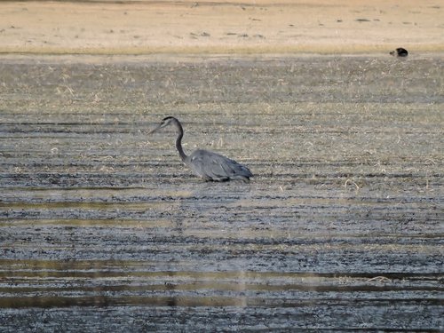 great blue hebgen reduced 2016.jpg great blue hebgen reduced 2016.jpg