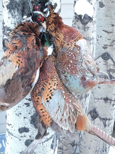 Pheasants last day 2016 reduced.jpg