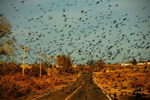 The-Birds-Hit-the-Road.jpg