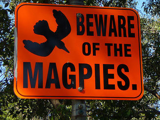 magpies_swooping.jpg