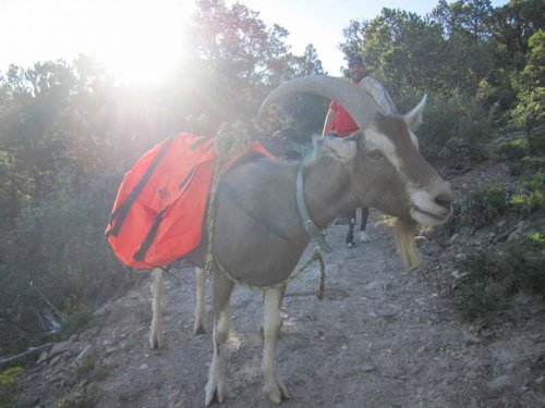 Pack-goat-with-sunset.jpg Pack-goat-with-sunset.jpg