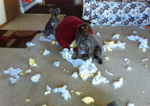 baddogs.jpg