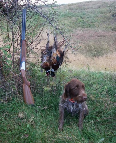 j2birds.jpg j2birds.jpg