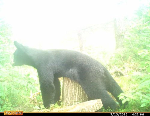 Cdy00016.jpg