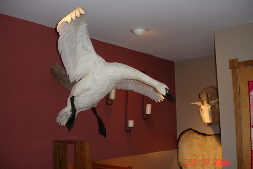 swan.jpg