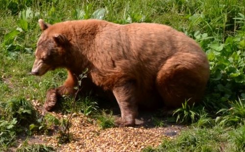 bear 2.JPG
