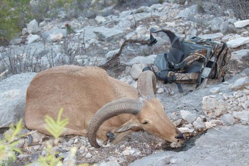 Devils River aoudad ram.jpg Devils River aoudad ram.jpg