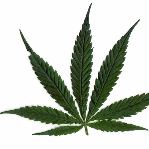 1024x768-marijuana-leaf-white-background.jpg