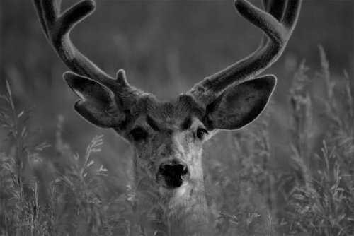 Fall Mule Deer.jpg