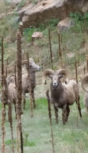same ram.JPG