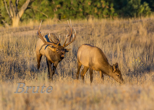 7 X 9 Droptine Rocky Bull  Rut   72 a-1867.JPG