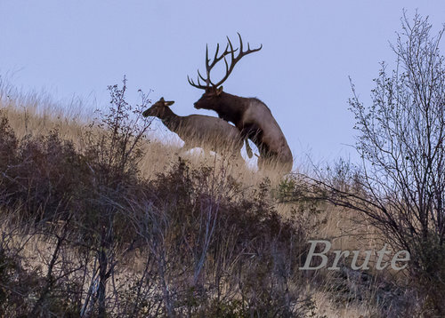 7 X 9 Droptine Rocky Bull  Rut  72 a-0679.JPG