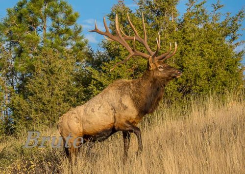 7 X 9 Droptine Rocky Bull Post Rut 72 a-9229.jpg