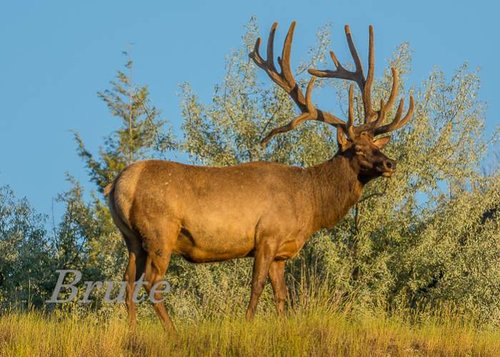 7 x 9 Droptine Rocky Mt. Elk Bull in Velvet 72 a-6400.jpg