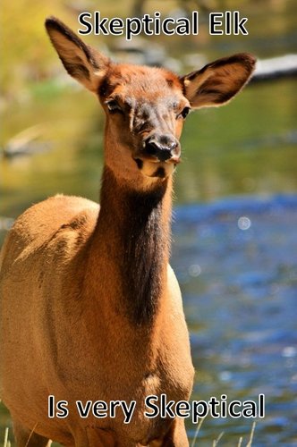 Skeptical Elk (2).jpg