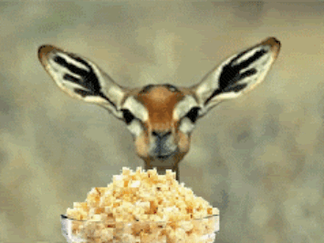 96420-Antelope-Eating-Popcorn.gif