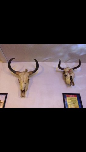 IMG_5015.jpg IMG_5015.jpg