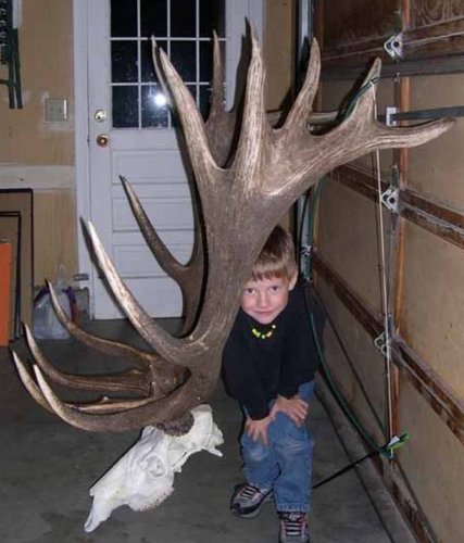 moosebull.JPG