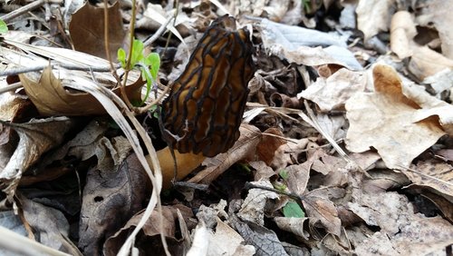 mushroom.jpg