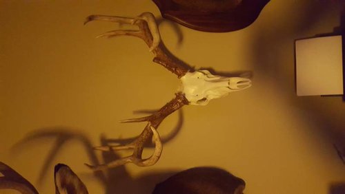 deer.jpg deer.jpg