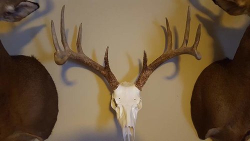 deer2.jpg deer2.jpg