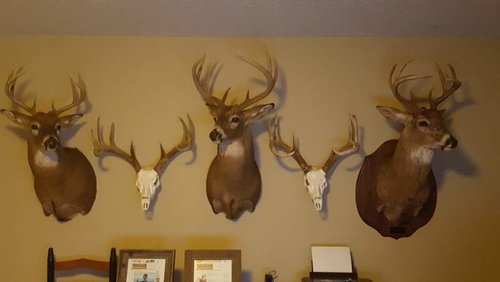 deer3.jpg deer3.jpg