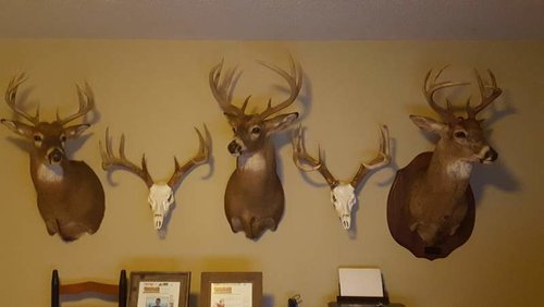 deer wall.jpg