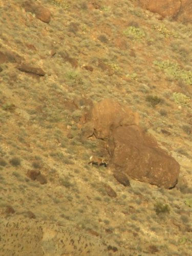 bighorn1.jpg bighorn1.jpg